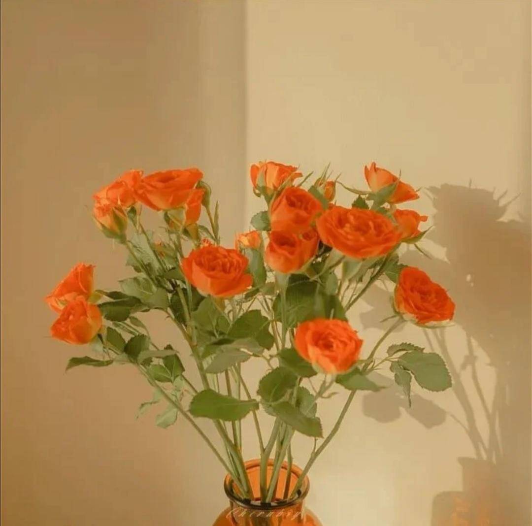 你不知道的国货护肤品,颐莲补水保湿面霜