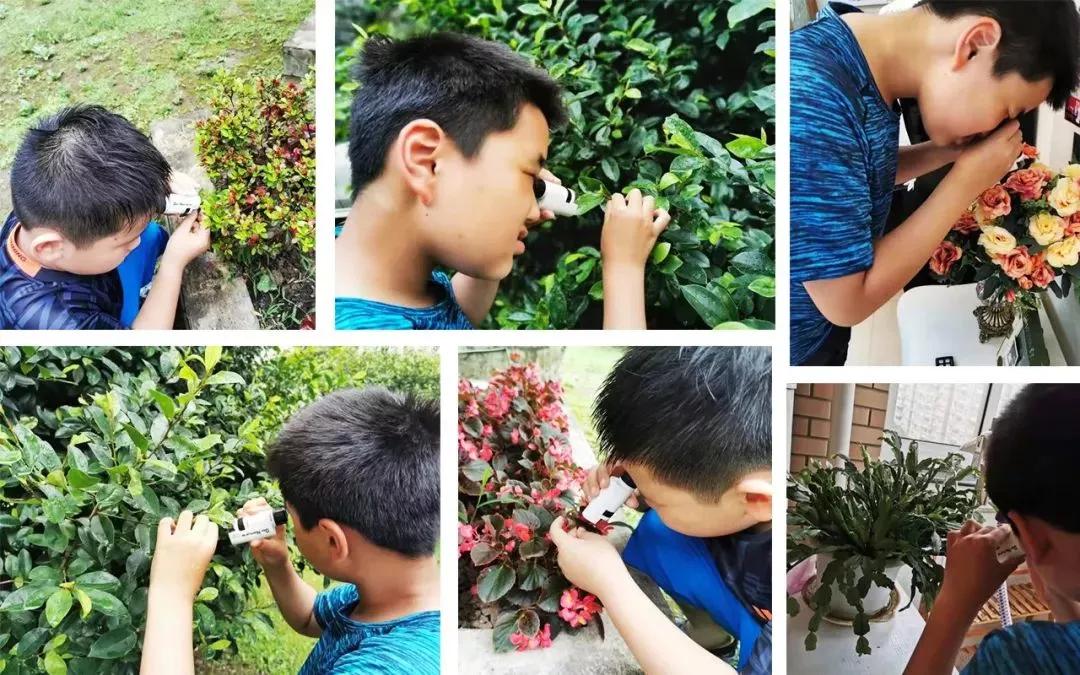 儿童显微镜下的微观世界,便携式儿童显微镜萌趣多