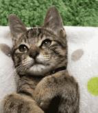 适合干皮夏天的水乳套装,秋冬干皮水乳