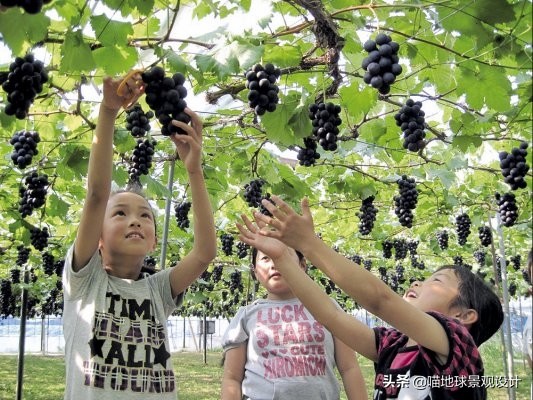 美丽乡村的盈利项目,美丽乡村项目的成功案例