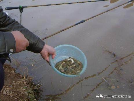 泥鳅野钓技巧全攻略,泥鳅沉底钓鱼的正确方法和技巧