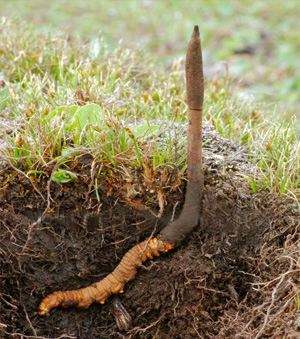 虫草花西洋参怎样吃,西洋参灵芝冬虫夏草一起吃功效
