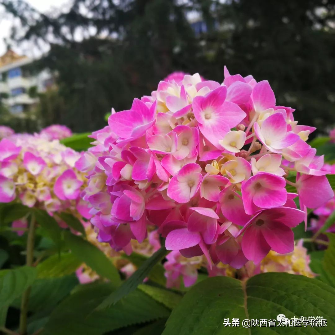 现代扶正疗法能治冠心病,扶正祛邪方子冠心病