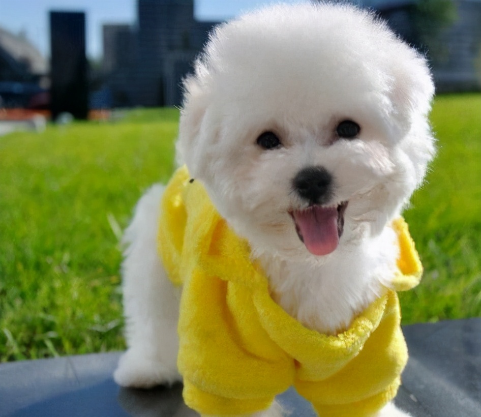 谨慎!不要再用这几种方式遛比熊了,会伤害到它