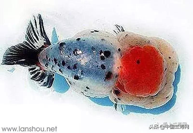 生命力最大的金鱼品种有哪些,十大最好的金鱼品种