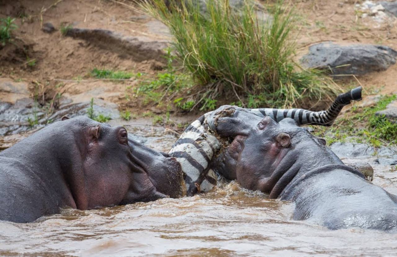 河马泛滥成灾？犯罪大佬遗留4只河马，现至少50只，十年内破百只