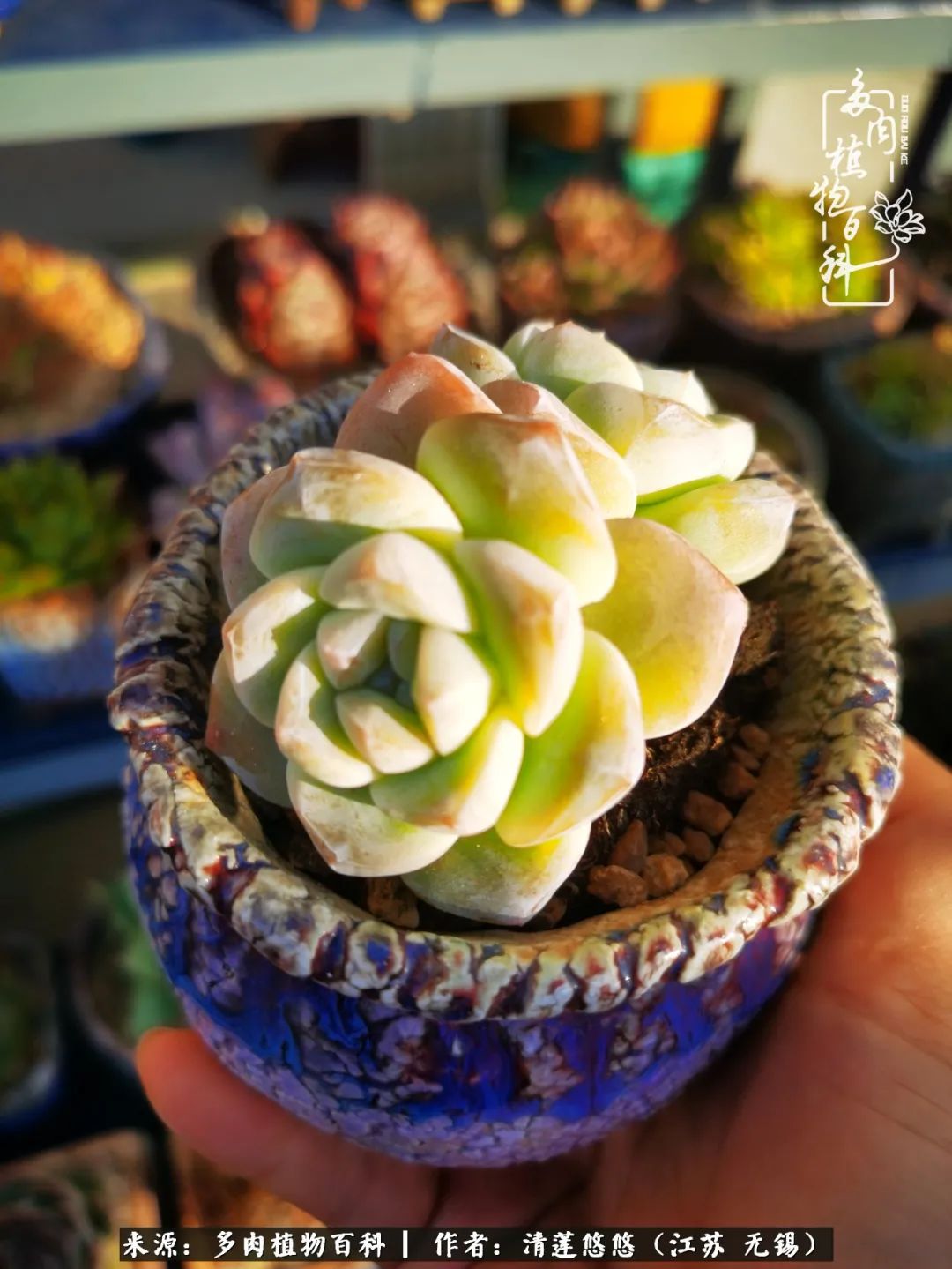 可爱多肉的露脸照,多肉大合照视频