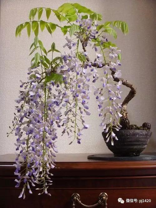 紫藤之美,紫藤迷人的气质