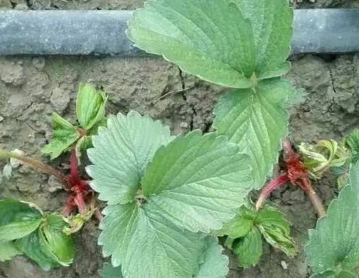 草莓的芽枯病怎样治,草莓新芽发黑腐烂