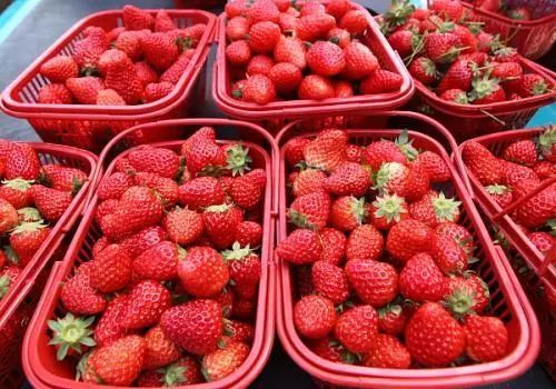 海运车厘子预售,2020海运车厘子到货