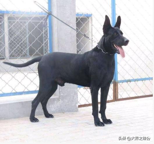 中国最优秀的5大狼犬,进入中国第一只黑色东德牧羊犬