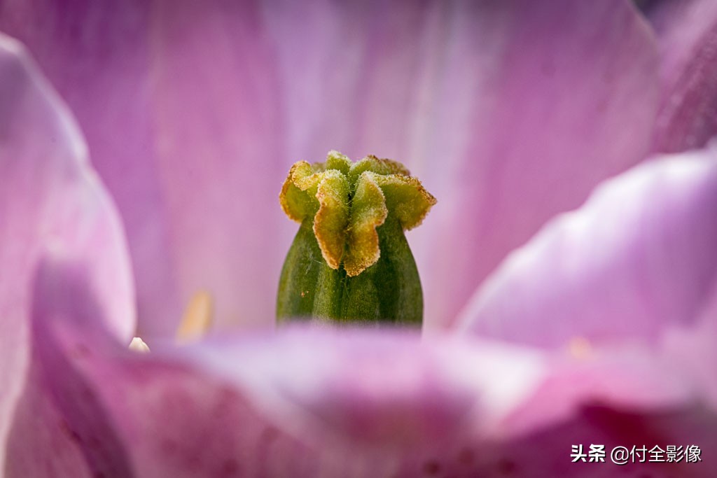 北京国际鲜花港有限公司,北京国际鲜花港一日游