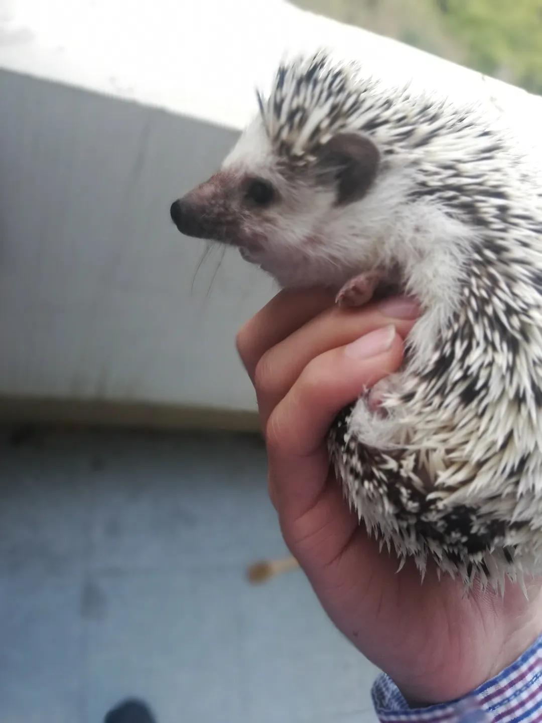 和宠物交流说什么,宠物谈恋爱怎么回事