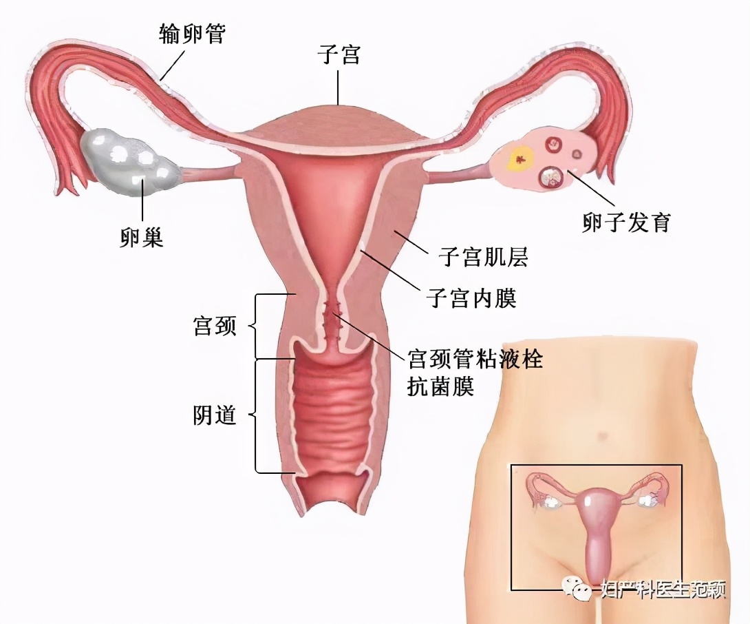 输卵管检查通液和造影哪个好,输卵管做通液好还是造影好