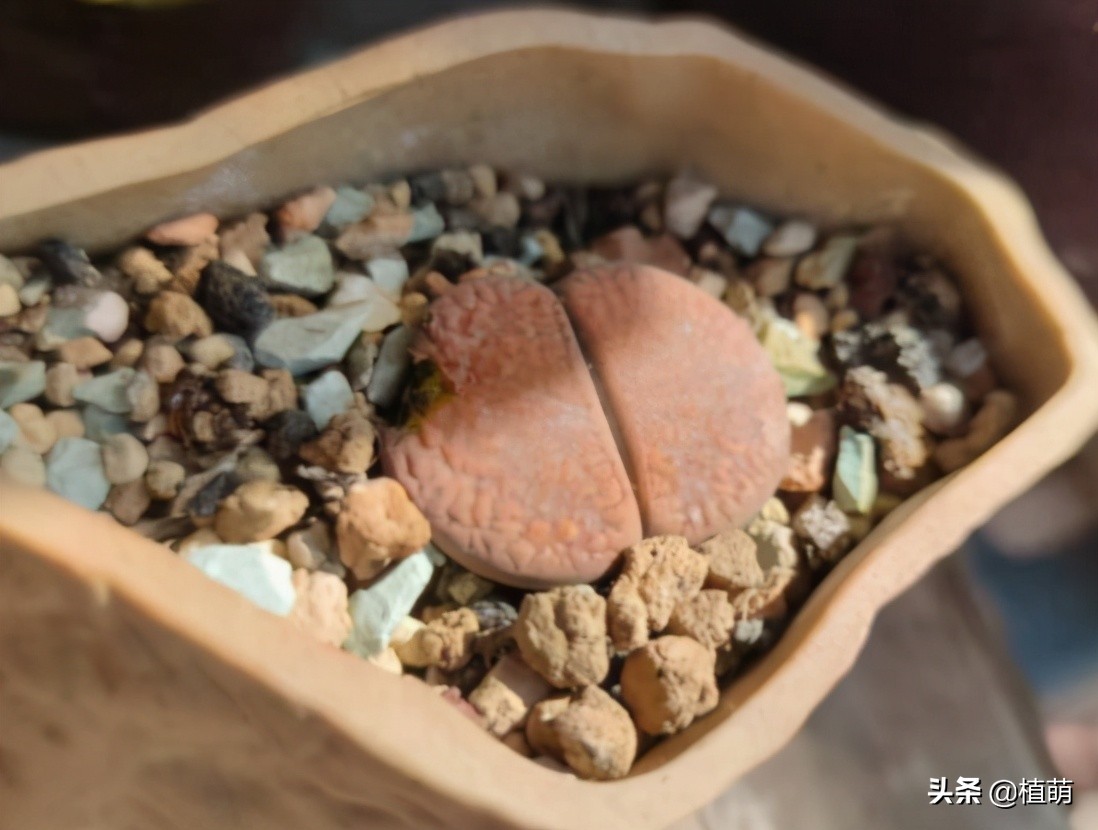 多肉遭虫害,多肉被鸟儿吃了怎么办