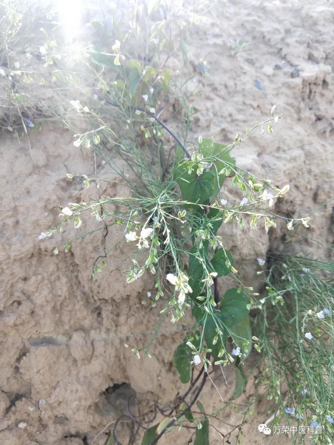 跟我回家在线免费看,跟我回家免费看