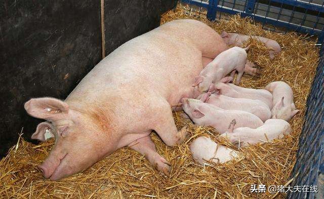 冬季养猪死亡率高防止冬季新生仔猪死亡的5项措施