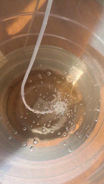 家里面养几条小金鱼好,家里养小金鱼几条最合适