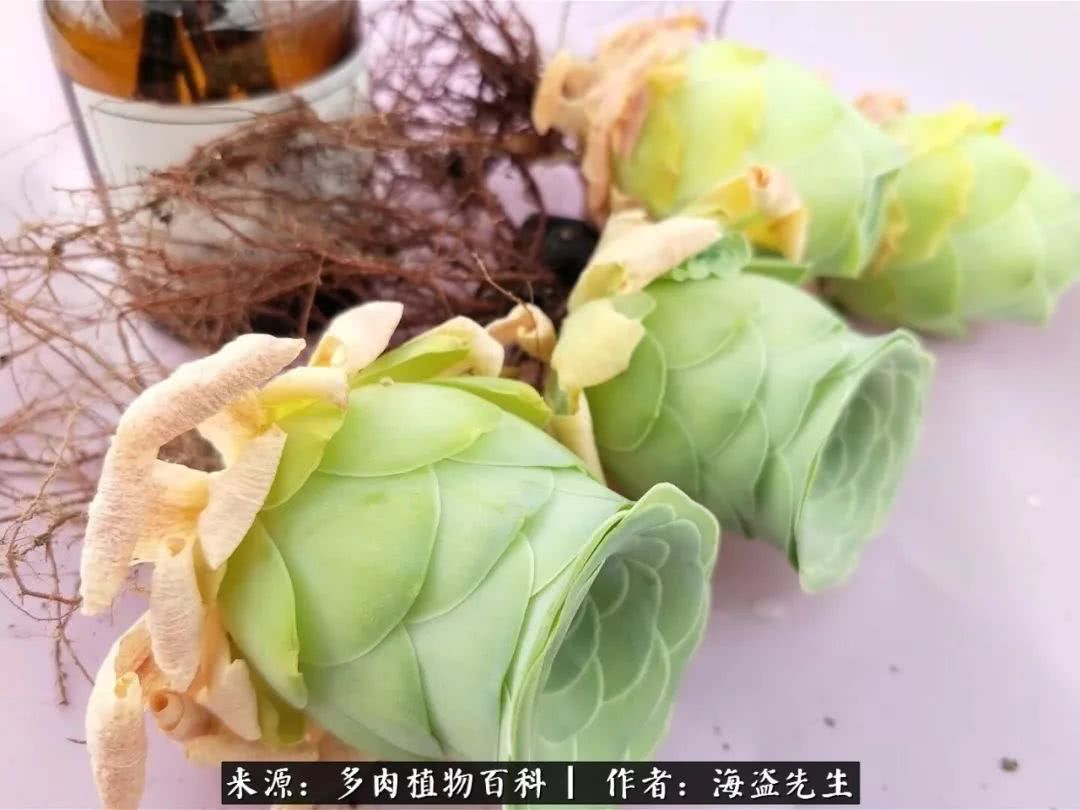 介绍多肉生长特点,多肉植物科普讲解图片视频