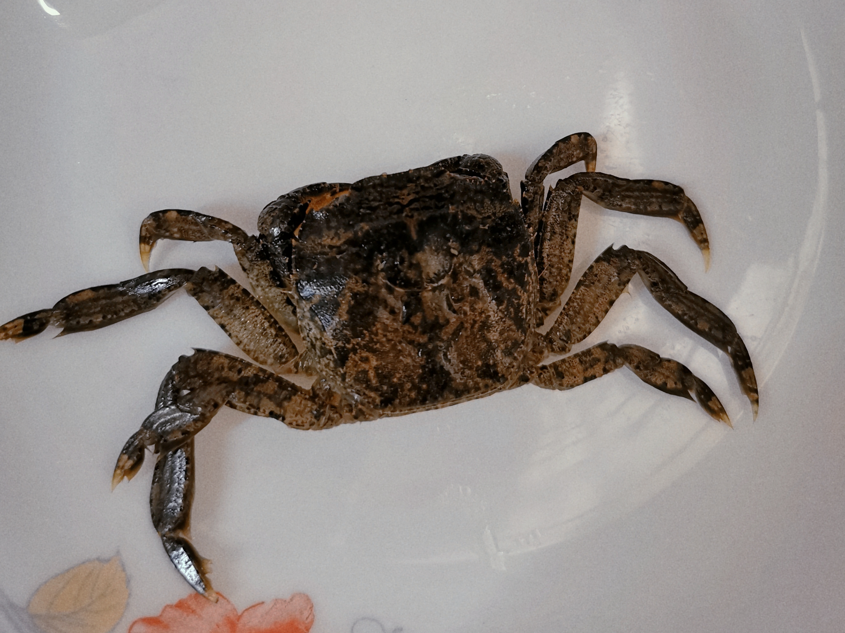 没想到啊，扁蟹！你居然还能变成这样子——扁蟹篇二