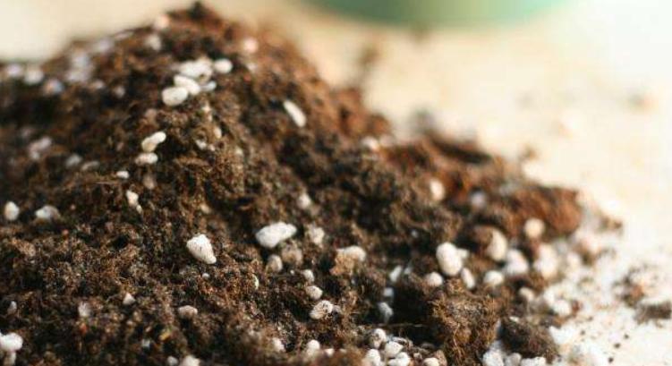 种植盆栽怎么学技术,最新种子种植攻略