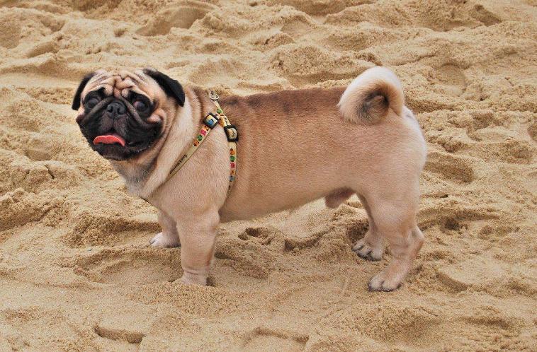 饲养巴哥犬,饲养巴哥利润