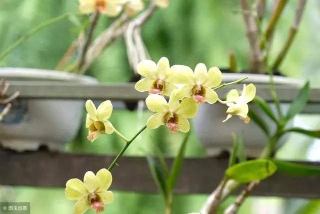 踏青赏花的经典诗句,春日赏花的绝美诗句