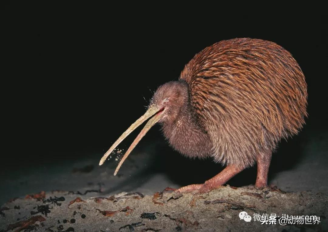 奇异鸟的样子,奇异鸟在哪里