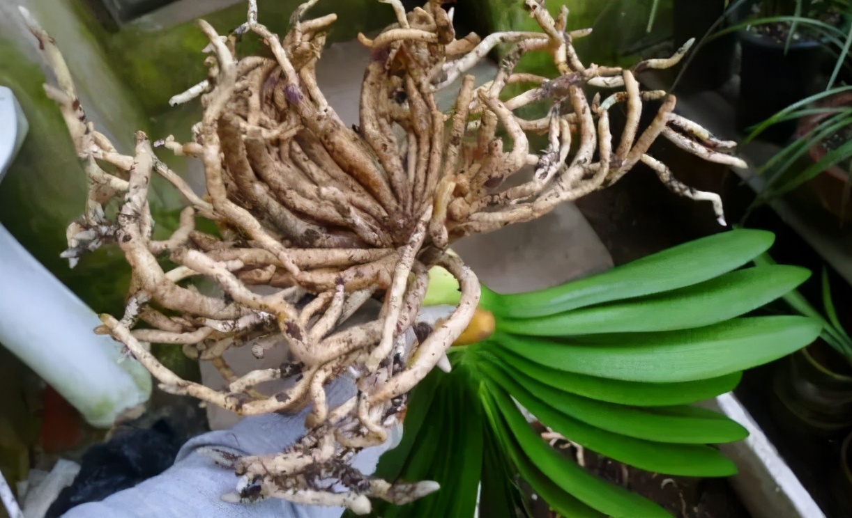 君子兰不开花怎么办才能让它开花,君子兰开花后应注意什么