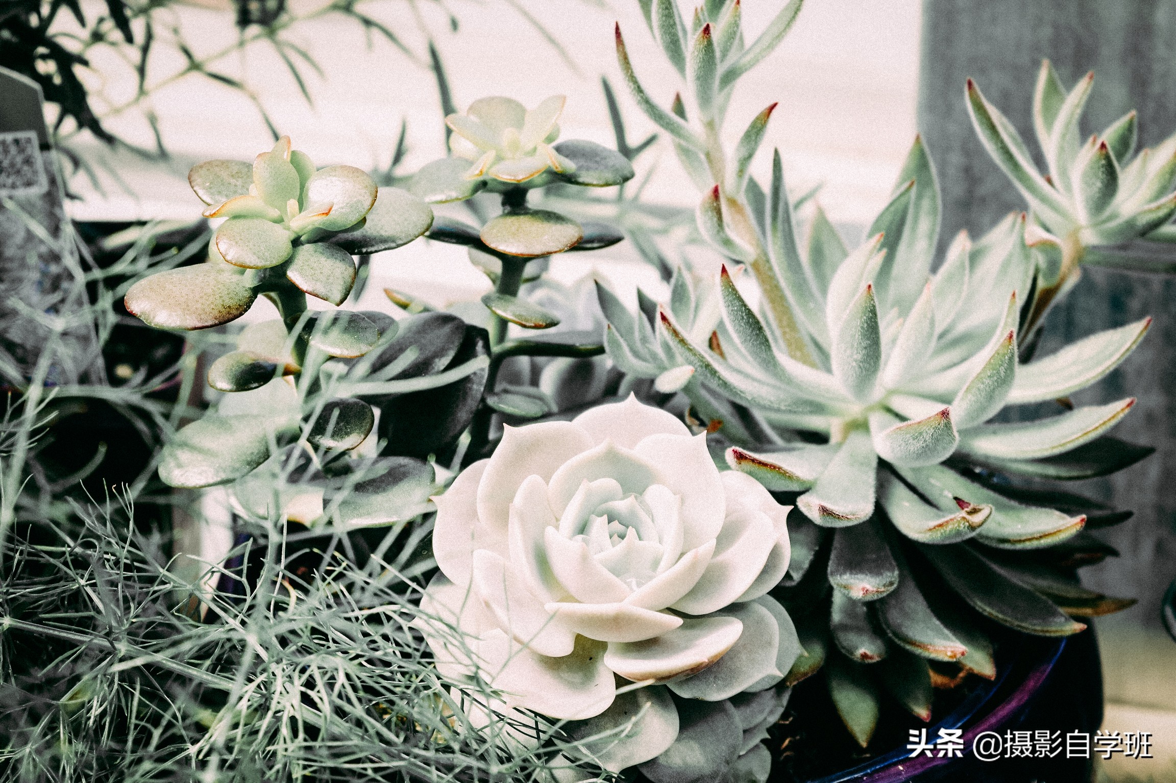 风景照片调色教程lr调色思路,lr修图红色怎么调成青色