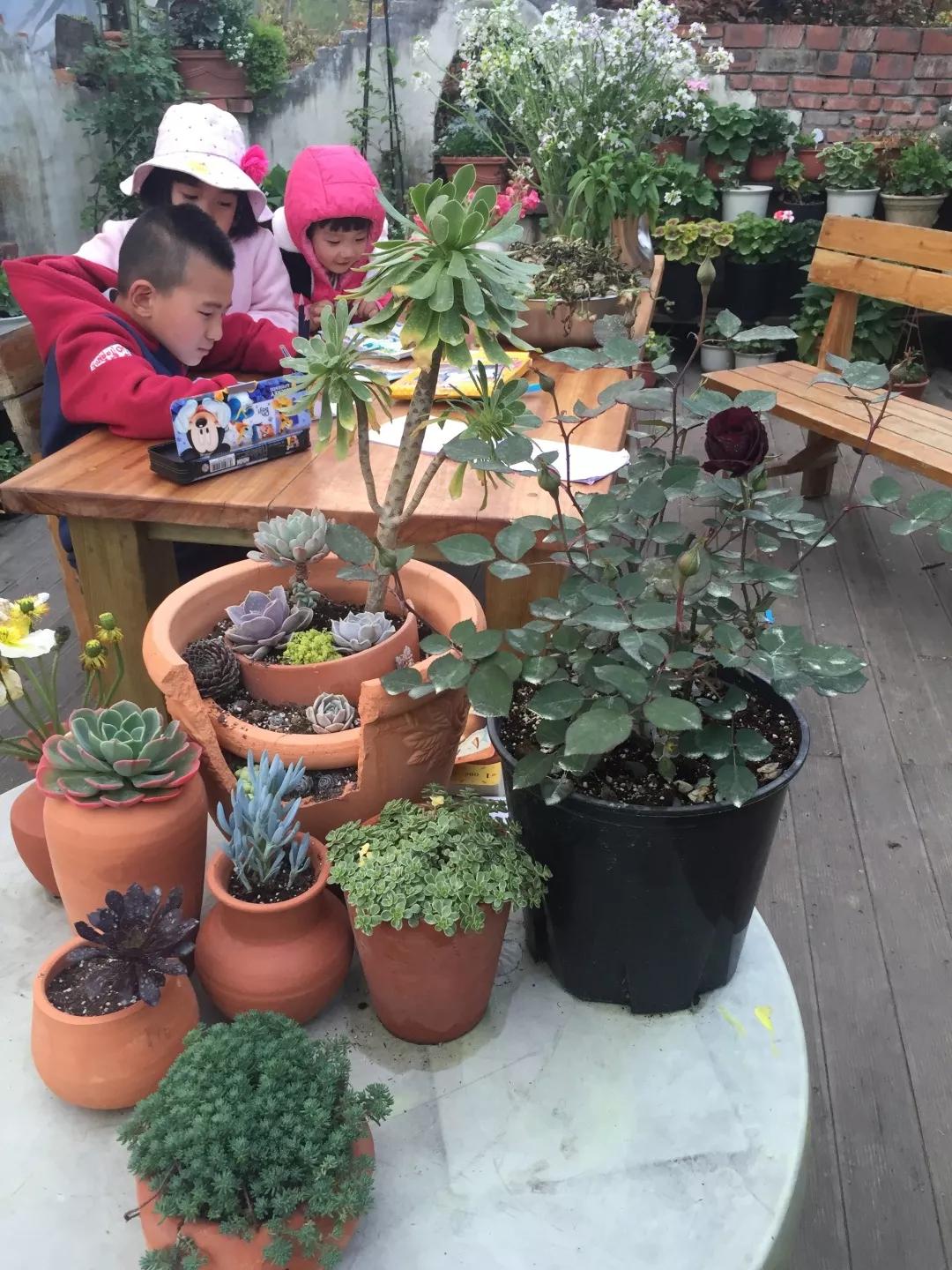 建一座完全不打药的生态花园，所有生命在这里和谐共处，值得收藏