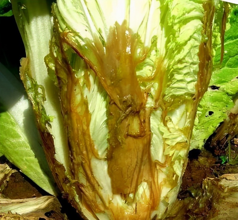 大白菜未成熟又腐烂怎么办,大白菜软腐病症状怎么治