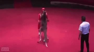 袋鼠和人打架视频,袋鼠为什么喜欢和狗狗打架