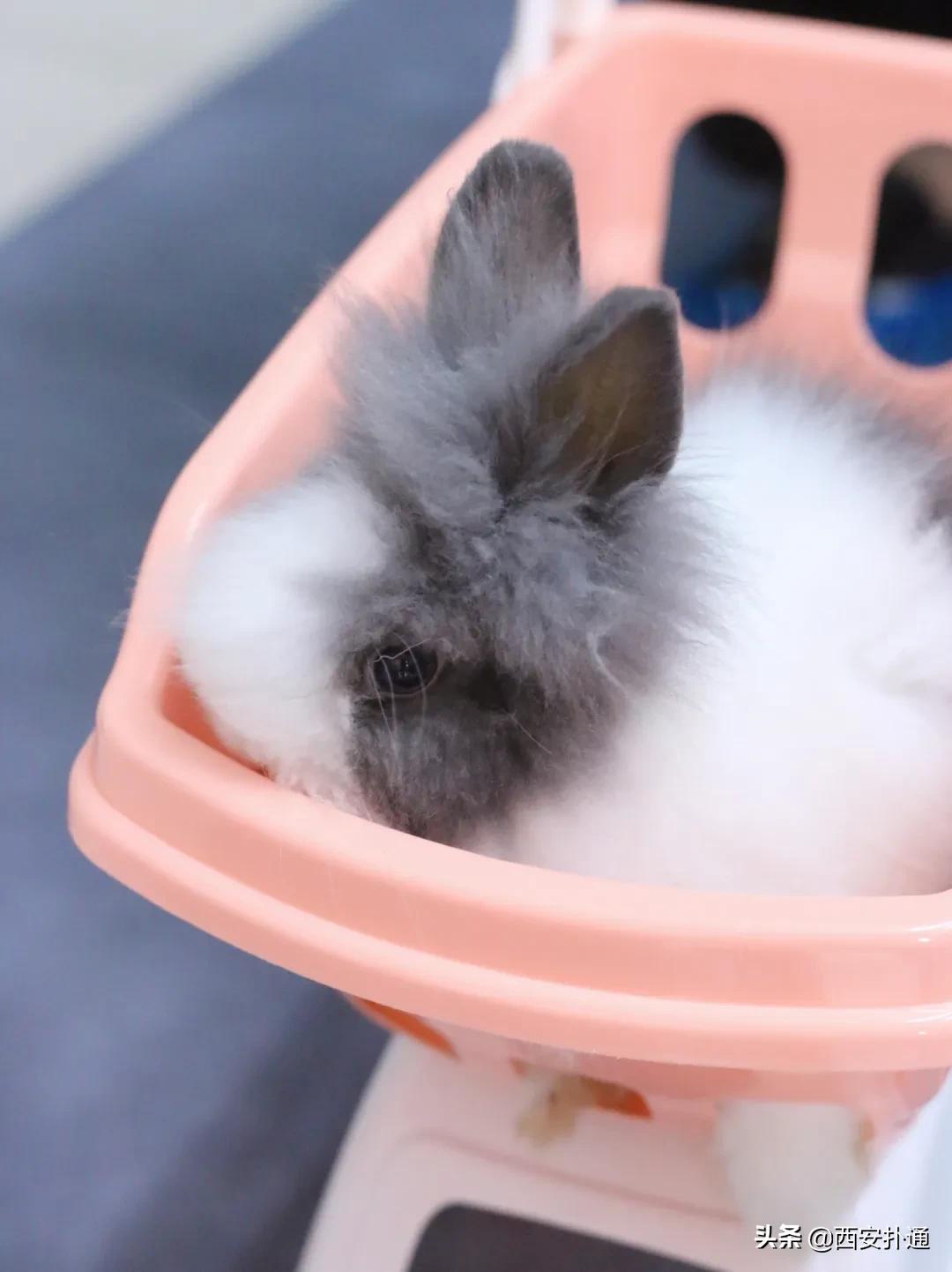 西安有哪些可以撸兔子的店,西安撸兔子的店