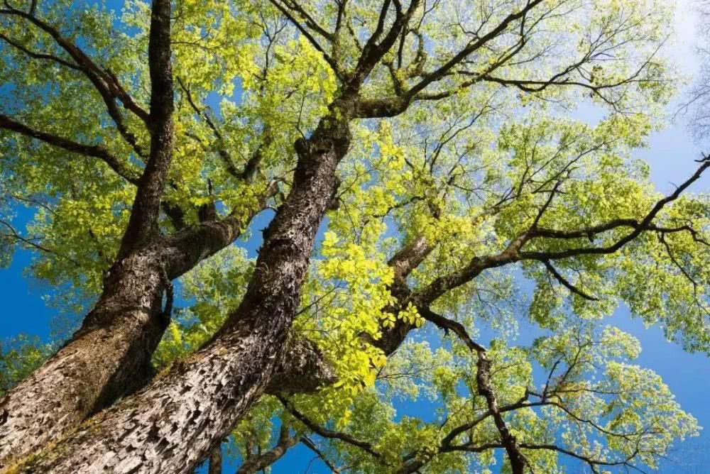 春天的野菜冬天吃很满足,春天的时蔬