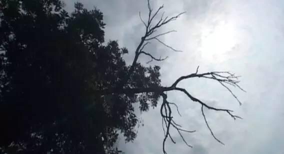 槐树鬼故事,民间鬼故事槐树伏妖