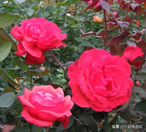 十种高颜值勤开花浓香大花月季,大花月季有哪些品种比较好看的