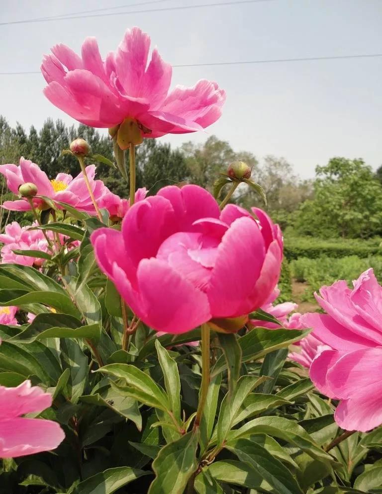 这4种花卉很漂亮花量大观赏度高,20种漂亮花好看不好养