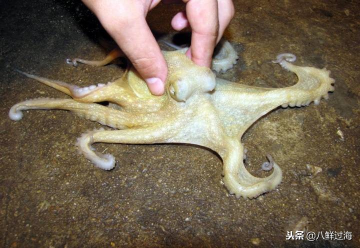 可爱的章鱼适合做章鱼烧,制作一个小型章鱼烧