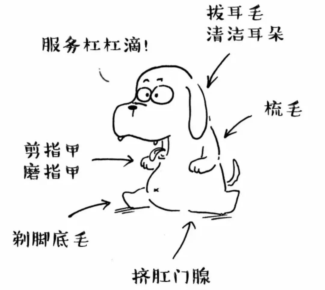 宠物美容学费太贵了,宠物美容的费用为什么这么贵呢