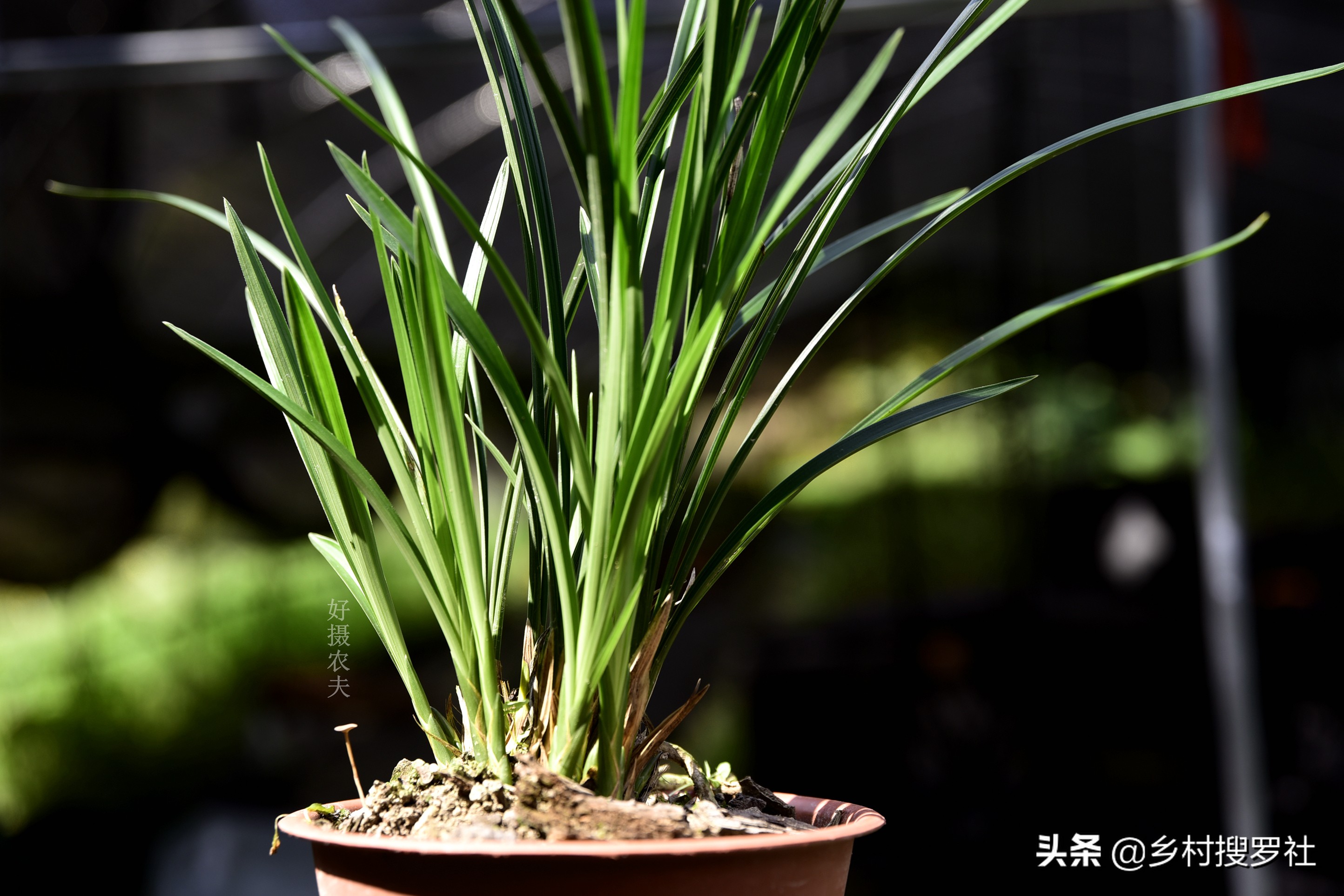 兰花种植用什么肥料,兰花现在应该用什么肥好