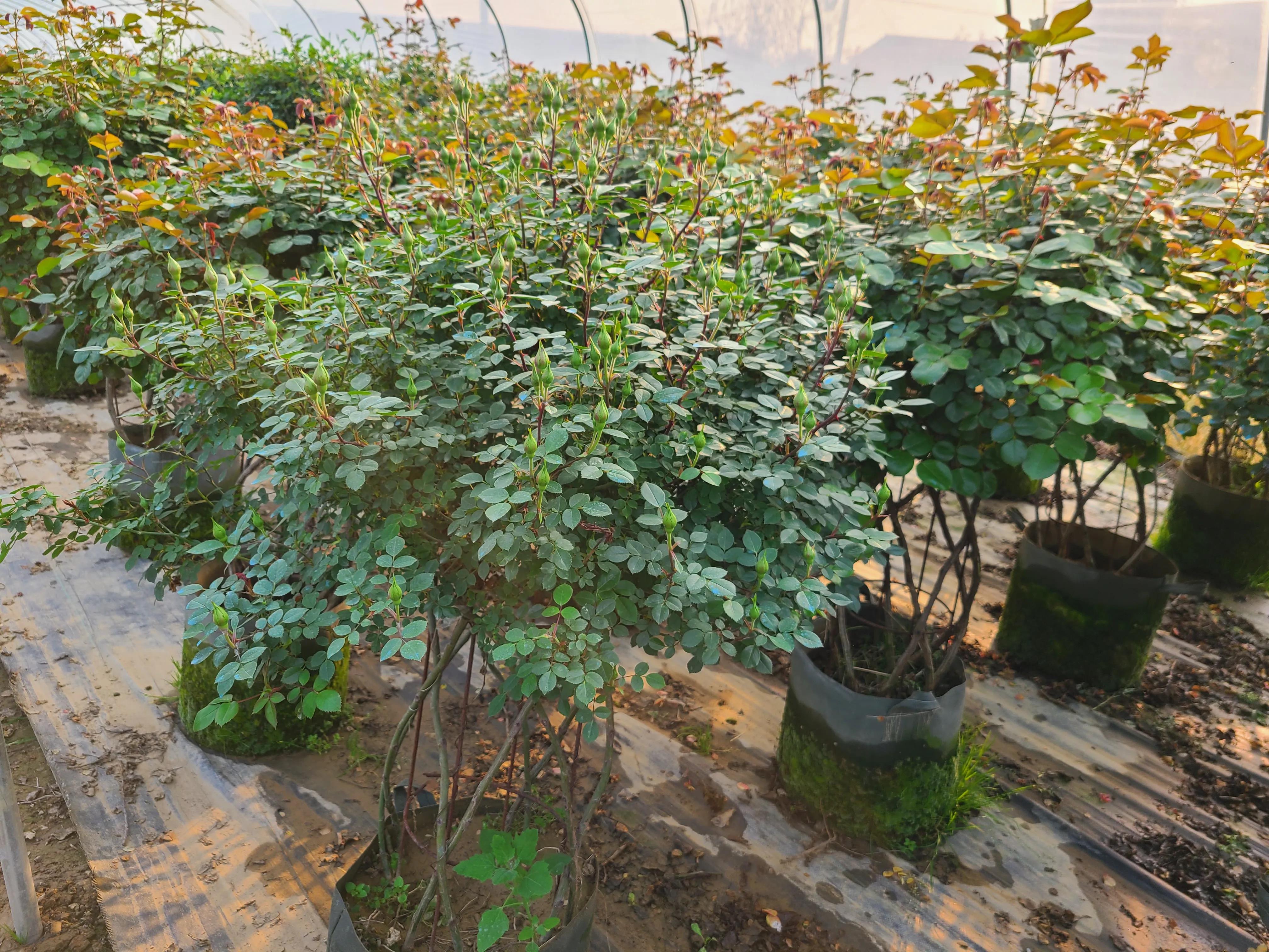 月季基地最美,常州最大月季基地