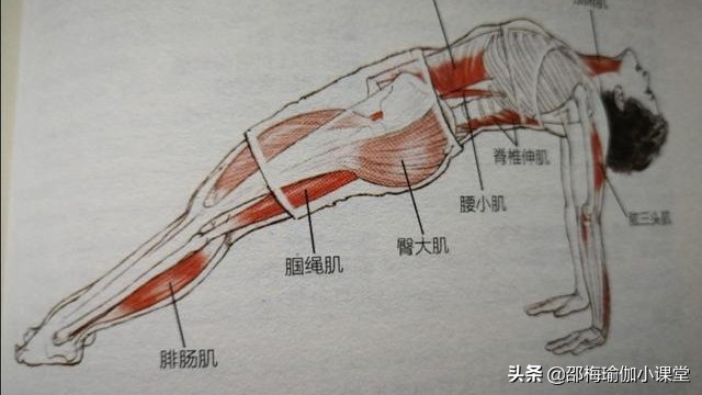 上平板式会使肱骨前移吗,上平板式的讲解