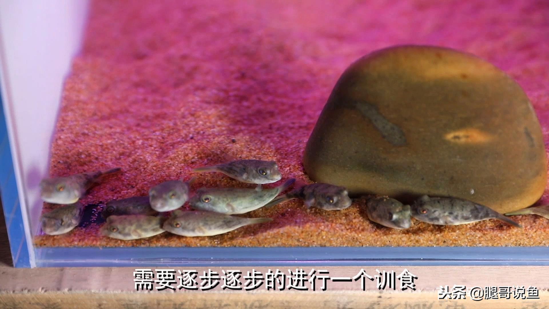 斑马狗头鱼饲养方法小视频,斑马狗头鱼怎么养新手视频