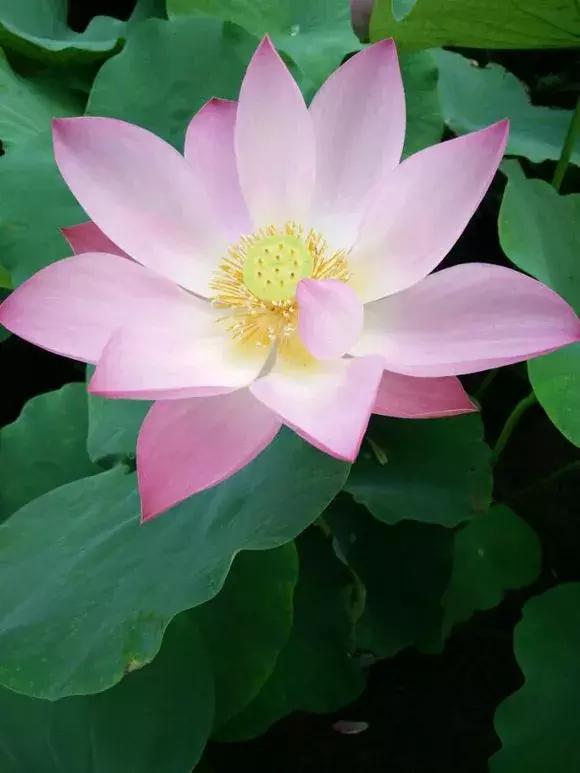 水缸种莲藕吃不完,旧水缸种莲藕的方法