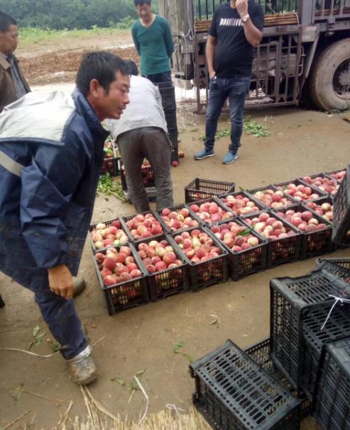 桃子含有花青素么,最好吃的新品种桃子