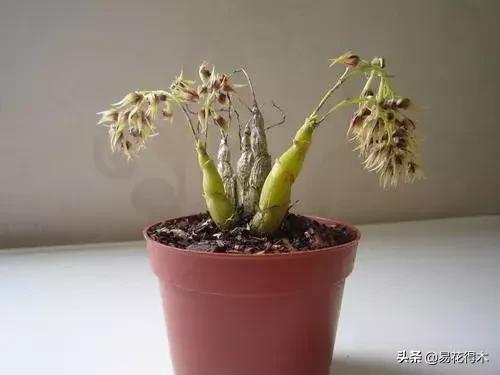 珍虫石斛什么档次,珍虫石斛花的介绍