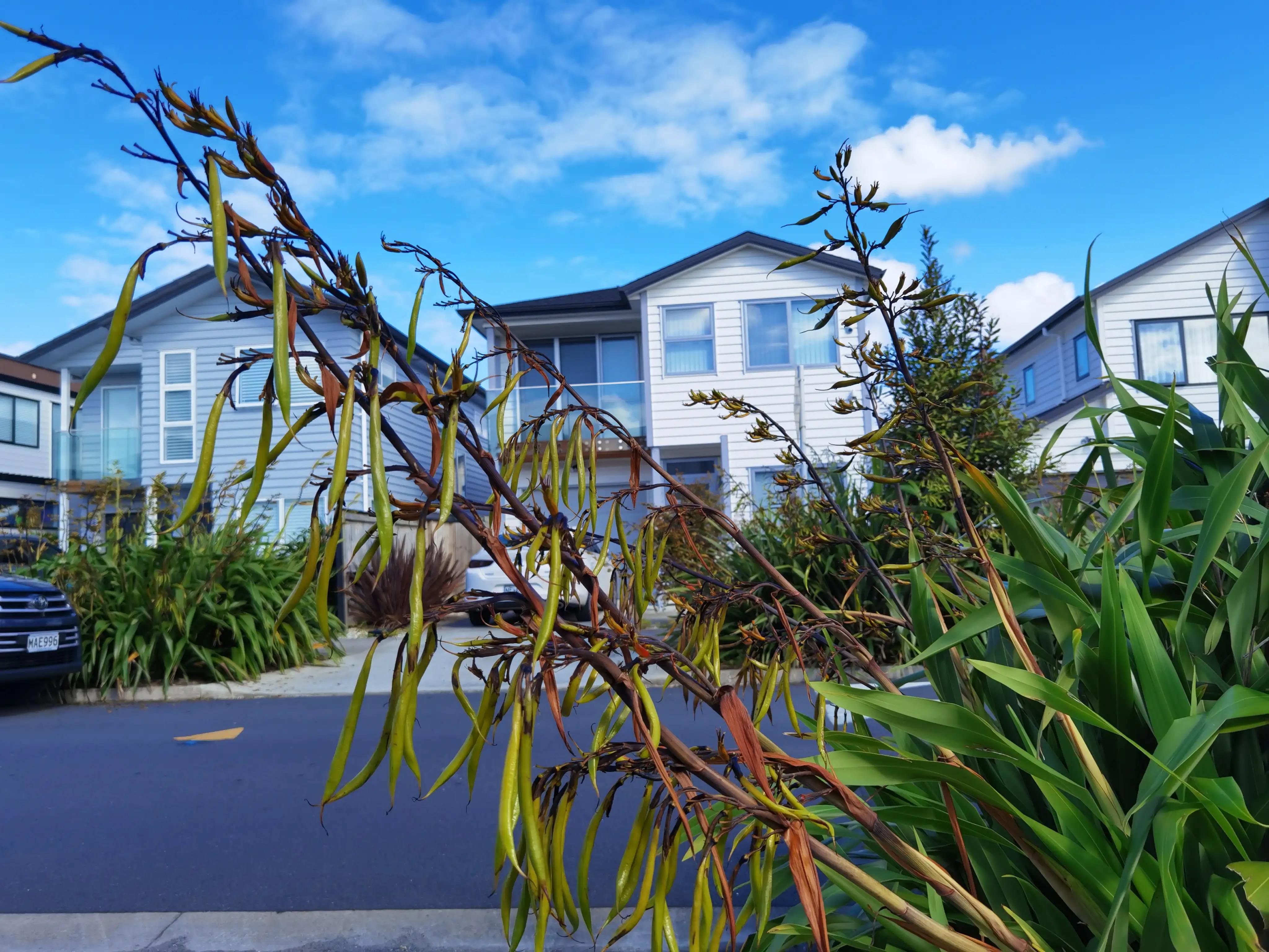 我爱全身是宝的新西兰麻