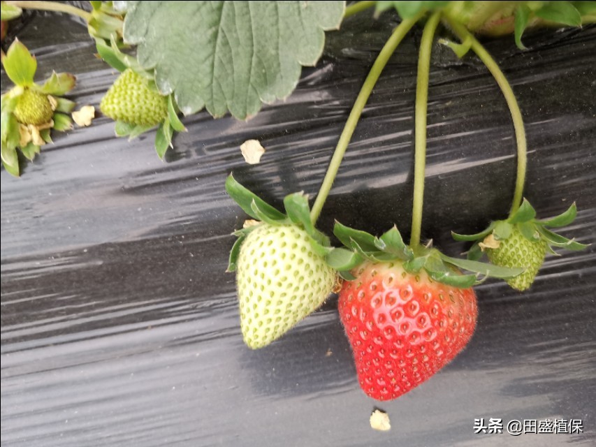 草莓出现红杆怎么处理,草莓根部长白霉了是什么原因