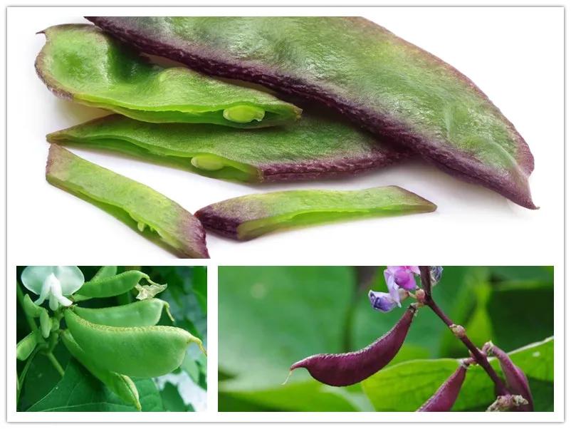 四川白果猪肚汤,白果猪肚鸡做法